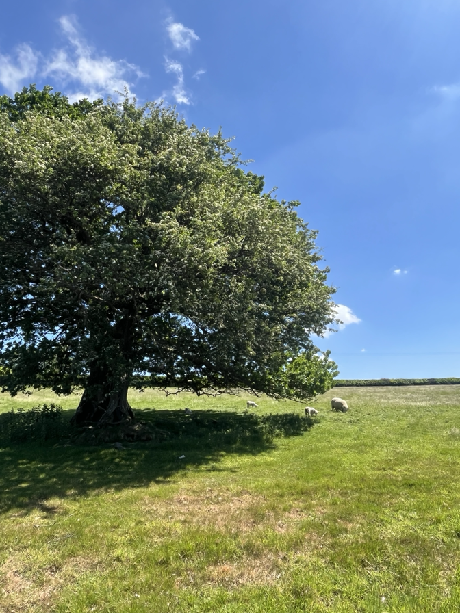 About Cycling the Granite Way img 3537